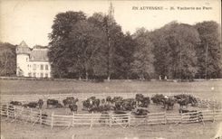 CPA Auvergne Vacherie au parc Vaches 