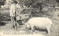 CPA Cochon Porc Folklore La recolte de la truffe dans les causses du Quercy Groupe sympathique la recolte TOP