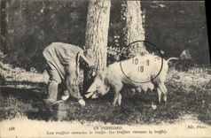 CPA Cochon Porc Folklore La recolte de la truffe en Perigord TOP