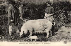 CPA Cochon Porc Folklore La recolte de la truffe Souvenirs d'excursion TOP