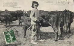 CPA Auvergne Sur la montagne Folklore Vaches 