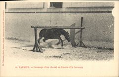 CPA Cheval Equitation Hippisme Saumur Dressage d'un cheval en liberte Un farceur 