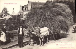 CPA Folklore Attelage bearnais Boeufs TOP Pyrenees
