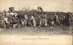 VINTAGE POSTCARD Folklore grape harvest in the Pyrenees OrientalesTOP