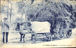 VINTAGE POSTCARD Folklore Dirtied of Bearn Coach inhabitant of Béarn Oxen