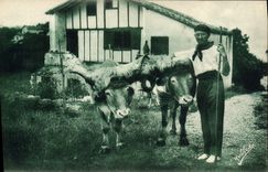 CPA Folklore Guethary Pays basque Les boeufs coiffes