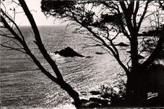 VINTAGE POSTCARD Brusc Against Day On Gaou