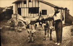 CPA Folklore Guethary Pays basque Les boeufs coiffes