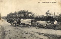 CPA Folklore Attelage basque Boeufs 