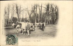 VINTAGE POSTCARD Folklore Basque Standards oxen