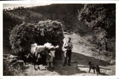 VINTAGE POSTCARD Folklore Dimensions Holy Basque Jean de Luz Attelage Basque