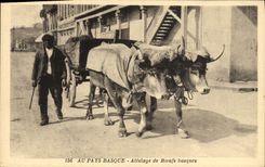 CPA Folklore Au pays basque Attelage de boeufs basques 