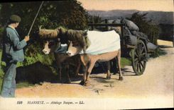 VINTAGE POSTCARD Folklore Basque Biarritz Coach Oxen
