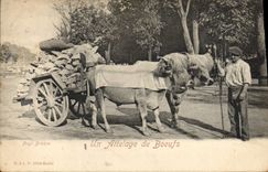 CPA Folklore Un attelage de boeufs 