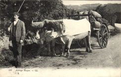 CPA Folklore Attelage Basque Boeufs