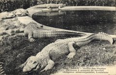 VINTAGE POSTCARD Paris Jadin of the Caimans plants has pike muzzle Alligator Mississipensis Louisiana Crocodile