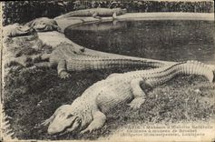 CPA Paris Jadin des plantes Caimans a museau de brochet Alligator Mississipensis Louisiane Crocodile 