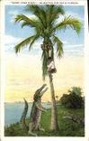 VINTAGE POSTCARD Crocodile Florida Florida