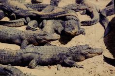 VINTAGE POSTCARD Crocodile Florida Alligators