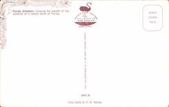 Cocodrilos de la Florida del cocodrilo de la POSTAL de la VENDIMIA