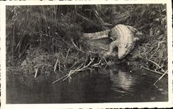 VINTAGE POSTCARD Crocodile Points Black AEF Gabon