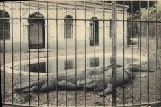 VINTAGE POSTCARD Lyon crocodiles with the Park of the Gold Head