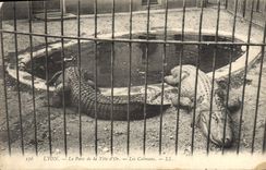 VINTAGE POSTCARD Lyon the Park of the Gold Head the caimans Crocodile