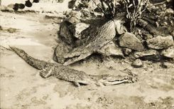 CARTE PHOTO Alligator Crocodile