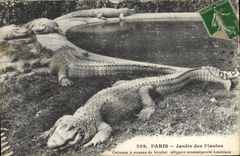 VINTAGE POSTCARD Paris Botanical garden Caimans has muzzle Alligator pike
