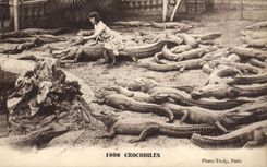 CPA Crocodiles Crocodile 