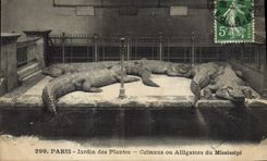 CPA Paris Jardin des plantes Caimans ou alligators du Mississipi 