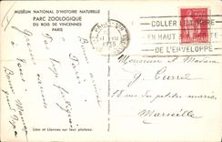 CPA Parc zoologique du Bois de Vincennes Paris lion et lionnes sur leur plateau