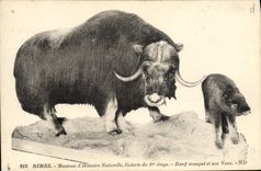 VINTAGE POSTCARD Nimes Museum of Natural history Gallery of the 1st stage Musk ox and its calf