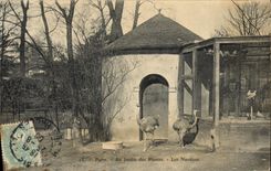 CPA Parsi Jardin des plantes Les nandous 