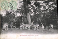CPA Antilope Cervicapra Inde 