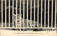 VINTAGE POSTCARD Paris Botanical garden Jaguar