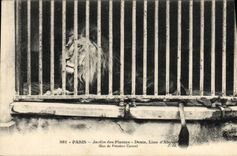 CPA Paris Jardin des plantes Desta Lion d'Abyssinie Don du President Carnot