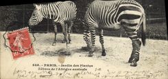 VINTAGE POSTCARD Paris Botanical garden Zebras of the Southern Africa
