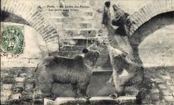 CPA Paris Jardin des plantes Les petits ours bruns