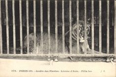 CPA Paris Jardin des plantes Lionne d'Asie Felis Leo Lion