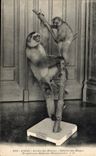 CPA Paris Jardin des plantes Galerie des singes 