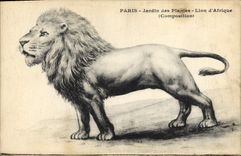 CPA Paris Jardin des plantes Lion d'Afrique 