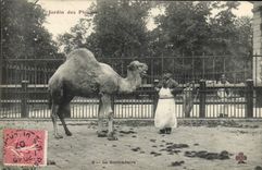 VINTAGE POSTCARD Zoo Paris Botanical garden the dromedary