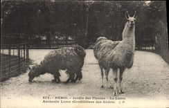CPA Zoo Paris Jardin des plantes Le lama Anchenia Lama Cordillieres des Andes Perou Peru