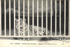 VINTAGE POSTCARD Zoo Paris Botanical garden Jaguar Felis Onga America