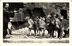 CPA Zoo Parc zoologique du Bois de Vincennes Paris Un groupe de lions devant leur gardien