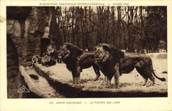 CPA Zoo Paris Exposition coloniale internationale 1931 Jardin zoologique Le plateau des lions