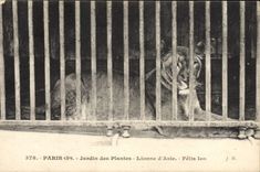 CPA Zoo Paris Jardin des plantes Lionne d'Asie Lion Felis leo