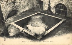 CPA Zoo Paris Au jardin des plantes Fosse aux ours Blancs