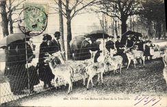 VINTAGE POSTCARD Zoo Lyon hinds with the park of the Gold Head